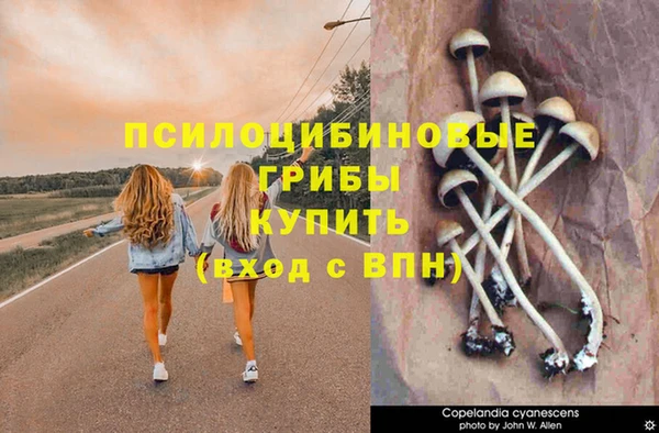 прущие грибы Абдулино